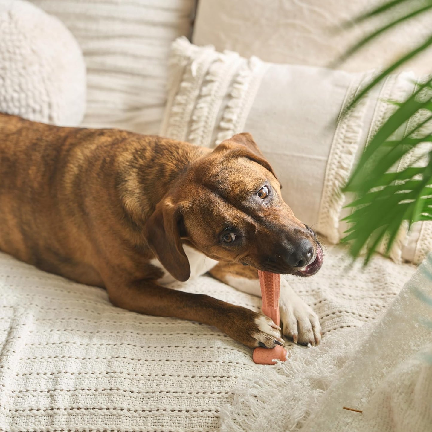 SPOT Bam-Bones Plus T Bone – Bamboo Fiber & Nylon Dog Chew Toy for Moderate to Aggressive Chewers, Durable Long Lasting & Non-Splintering, Beef