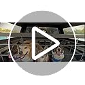 Dog Ramp for Car 63" Long & 17" Wide Portable Dog Ramps for Large Dogs with Non-Slip Rug Surface Dog Car Ramp for SUV Car & Truck, Folding Dog Ramp