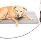 Training Tie Down - Short Tether for Dogs & Teething Puppies (4 feet)
