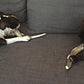 Premium Deer Antler Pieces - Dog Chews - Antlers by The Pound, One Pound - Six Inches or Longer - Medium, Large and XL - Happy Dog Guarantee!