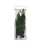 Marcus Fish Tanks 3X Anacharis Elodea Densa Live Aqurium Plants