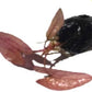 Marcus Fish Tanks - Tiger Lotus Lily Nymphaea Lotus - Live Aquarium Plants - Freshwater Aquatic Plant Buy 2 Get 1