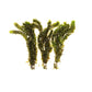 Marcus Fish Tanks 3X Anacharis Elodea Densa Live Aqurium Plants