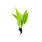 Java Fern and Anubias Aquarium Plant Bundle - Live Freshwater Plants for Aquascaping, Low Maintenance, Easy Beginner-Friendly Decor for Fish Tank