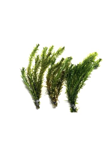 Marcus Fish Tanks 3X Anacharis Elodea Densa Live Aqurium Plants