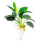 Java Fern and Anubias Aquarium Plant Bundle - Live Freshwater Plants for Aquascaping, Low Maintenance, Easy Beginner Friendly Decor for Fish Tank