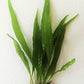 Java Fern and Anubias Aquarium Plant Bundle - Live Freshwater Plants for Aquascaping, Low Maintenance, Easy Beginner Friendly Decor for Fish Tank