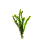 Marcus Fish Tanks 3X Anacharis Elodea Densa Live Aqurium Plants