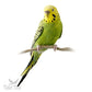 Premium Parakeet Food, 5 lb Jar