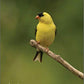 Finch Food, 4 Lb