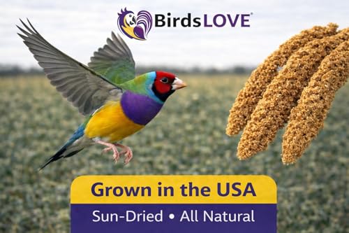 Birds LOVE Millet Tips & Tails for Birds - Parakeets, Cockatiels, Lovebirds, Finches, Budgies, Canaries, Cockatoos - Natural & Healthy Millet for Birds - Parakeet Food & Treats for All Parrots, 1lb