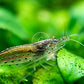 Swimming Creatures™ 10 Amano Premium High-Grade Caridina Freshwater Aquarium Shrimp Live