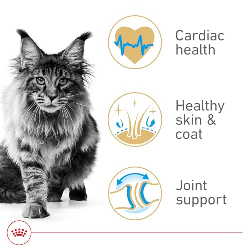 Royal Canin Feline Breed Nutrition Maine Coon Adult Dry Cat Food, 6 lb Bag