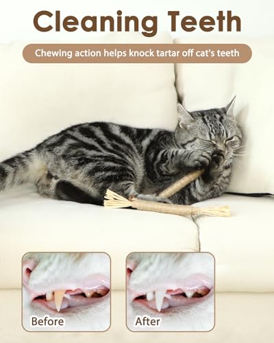 Tocirelo Silvervine Sticks Cat Toys - 6Pack Natural Cat Chew Toy Teeth Cleaning, Matatabi Dental Care Kitten Treat, Catnip Cat Teething Toys, Catmint