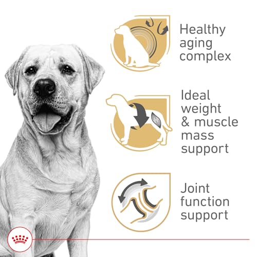 Royal Canin Breed Health Nutrition Labrador Retriever 5+ Mature Dry Dog Food, 28 lb Bag