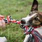 Fida Dog Rope Toys 4 Pack, Puppy Teething Sturdy Cotton Chew Tug Ropes Indoor/Outdoor, Exercise Interactive Tug O'War Toys Set for Boredom
