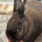 Sherwood Pet Health Adult Rabbit Food Timothy Hay Pellet 4.5 lbs. Hay-Based, Grain-Free, Soy-Free for Better Digestion