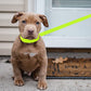 Slip Lead Dog Leash - 10 pcs Colorful 6 FT Short Dog Leashes with O-Ring for Small Large Dogs Puppy Cats Walking Training Running Rescues Grooming