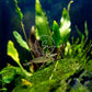 Swimming Creatures™ 10 Amano Premium High-Grade Caridina Freshwater Aquarium Shrimp Live