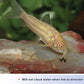 (3 Pack) Aqueon Shrimp Pellets Fish Food, 6.5 Ounces Each