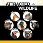 Critter Corn, Natural Whole Shelled Corn for Wildlife, 44lb Bag – High-Energy Feed for Deer, Squirrels, Turkeys, Ducks, Raccoons, and More – USA Sourced