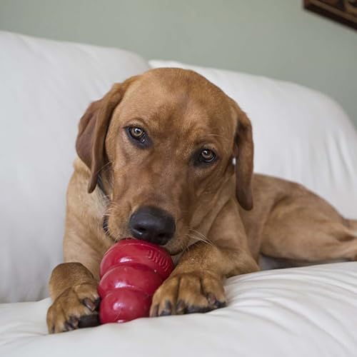 KONG Easy Treat Dog Paste 3-Pack – Mess-Free Stuffing Toys, Training & Reward Treats, Made in USA, Highly Digestible, No Refrigeration Needed (Peanut