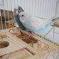 FlidRunest Wooden Bird Foraging Puzzle Toys for Parrots, Parakeet, Cockatiel, Sun Conures - Birds Interactive Mental Enrichment Toy, B ird Seed Slow Feeder Toy for Cage