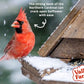 Valley Farms Fruit Nut & Berry (4 LB) Wild Bird Food Outside Feeders, Bird Seed with Dried Fruit, Peanuts, Sunflower, and Safflower, High Energy Mix for Healthy Birds!