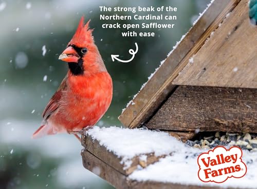 Valley Farms Fruit Nut & Berry (4 LB) Wild Bird Food Outside Feeders, Bird Seed with Dried Fruit, Peanuts, Sunflower, and Safflower, High Energy Mix for Healthy Birds!