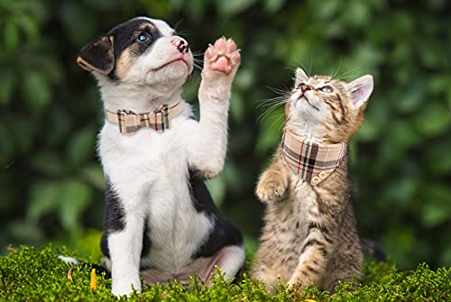 3 PCS Dog Collars for Small Puppy Collar and Leash Set, Bow Tie with Bell, Bandana Leather for Small Dogs Puppies and Cats(Beige)