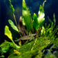 Swimming Creatures™ 10 Amano Premium High-Grade Caridina Freshwater Aquarium Shrimp Live