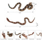 Gelabur 2Pcs Fake Snakes Prank, Soft Rubber Snake Realistic Keep Birds Away, Fake Snakes Toy - Life-Like Snake Figurine for Pranks, Halloween Decorations, and Educational Purposes