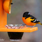 Oriole Bird Feeder, Double-Cup Jelly Oriole Feeder with Pegs for Orange Halves (Orange)