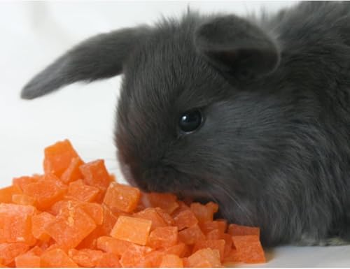 Exotic Nutrition Papaya Treat 1/2 LB - Healthy Natural Dried Fruit Treat - Rabbit, Guinea Pig, Hamster, Gerbil, Rat, Parrot, Sugar Glider, Squirrel, Birds & Small Pets