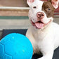 Jolly Pets Large Soccer Ball Floating-Bouncing Dog Toy, 8 inch Diameter, Ocean Blue
