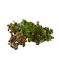 60+ Live Giant Duckweed Plants, Spirodela Polyrhiza, Floating Plants for Pond, Aquarium