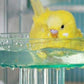Lixit Quick Lock Bird Cage Bath for Lovebirds, Canaries, Finches, Parakeets, and Cockatiels and Other Small to Medium Feathered Friends (Pack of 1)