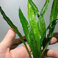 Java Fern and Anubias Aquarium Plant Bundle - Live Freshwater Plants for Aquascaping, Low Maintenance, Easy Beginner Friendly Decor for Fish Tank