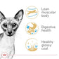 Royal Canin Feline Breed Nutrition Siamese Adult Dry Cat Food, 6 lb Bag