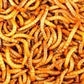 Surmen Legacy 1000 Live Mealworms (3/4-1 Inches) - Gut-Loaded