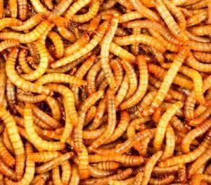 Surmen Legacy 1000 Live Mealworms (3/4-1 Inches) - Gut-Loaded