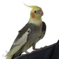 Premium Cockatiel Food, 4.5 lb Jar