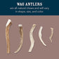 Brand - Wag Split Elk Antler, Naturally Shed, Long Lasting for Aggressive Chewers, Medium (Best for Dogs 15-30 lbs)