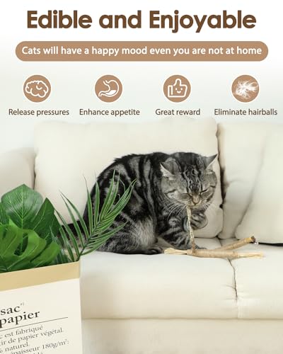 Tocirelo Silvervine Sticks Cat Toys - 6Pack Natural Cat Chew Toy Teeth Cleaning, Matatabi Dental Care Kitten Treat, Catnip Cat Teething Toys, Catmint