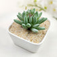 FANTIAN 5 lbs Aquarium Silica Sand. 0.4-0.8 mm Mini Gravel Substrate for Fish Tank, Plants Potted, Fire Pits, Candle, Vase Filler and Crafts