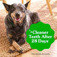 Greenies Veterinarian-Recommended Adult Natural Dental Dog Treats Teenie Size, Dog Dental Chews, Original Flavor, 12 oz. Pack, 43 Count