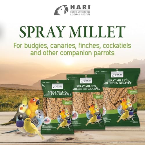 Living World – Millet Spray for Birds, 17.6 Oz – Premium Treat for Budgies, Canaries, Finches, Cockatiels and Other Pet Birds