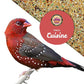 LEACH GRAIN & MILLING CO. Finch Cuisine 4 Lbs, Finch Food, Nutrient-Rich Blend Bird Seed, Birdseed for Finches and Small Birds, Support Daily Energy, Growth & Healthy Balanced Diet, No Mess Bird Seed