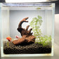 YZHZOM Small Natural Driftwood for Aquarium Styling Carefully Selected Natural Aquarium Decor Driftwood for Reptile Tank Reptile Tank Wood Decor (Driftwood 4-6inch 4pcs)