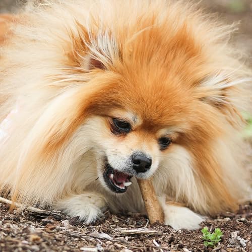 Nylabone Healthy Edibles Natural Chews, Long Lasting Dog Bones, Healthy Dog Treats, Bacon Flavor, X-Small (8 Count)